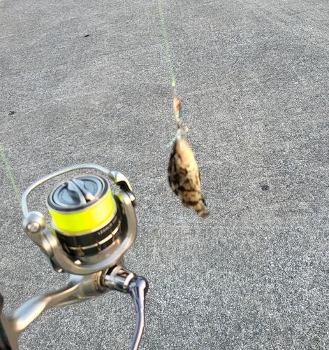 タケノコメバルの釣果