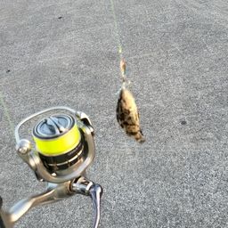 タケノコメバル