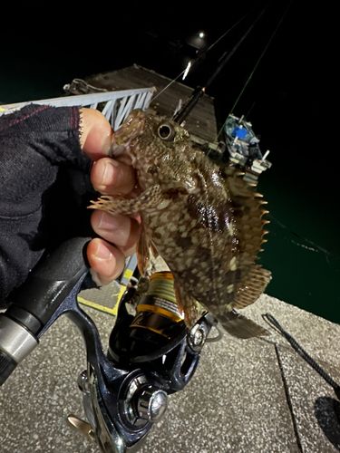 アラカブの釣果