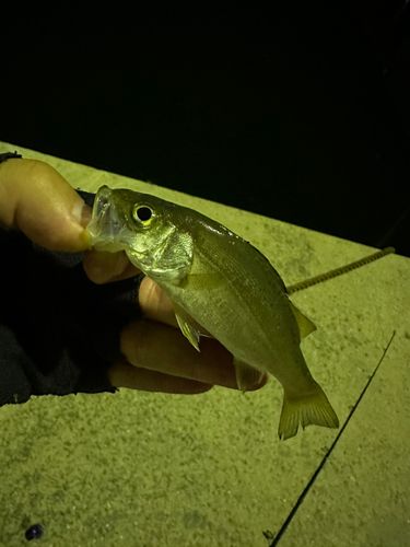 セイゴ（ヒラスズキ）の釣果