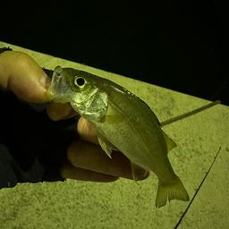 セイゴ（ヒラスズキ）