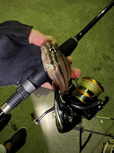 ネンブツダイの釣果