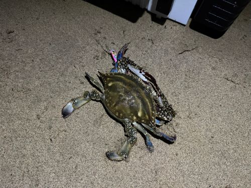 ワタリガニの釣果