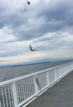 シロギスの釣果