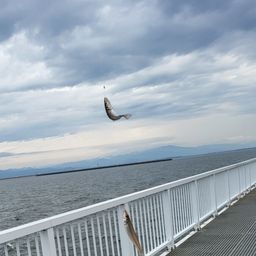 シロギス