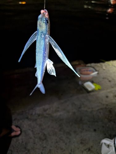 トビウオの釣果