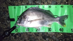 キビレの釣果