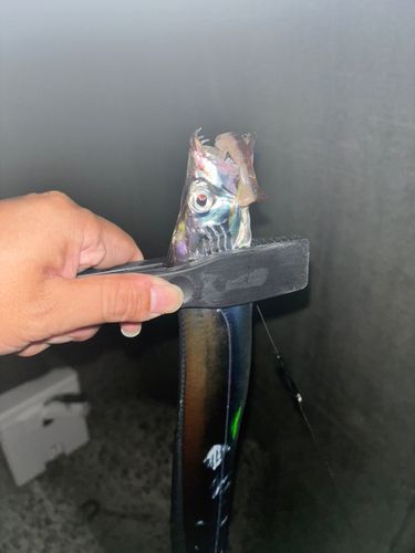 タチウオの釣果