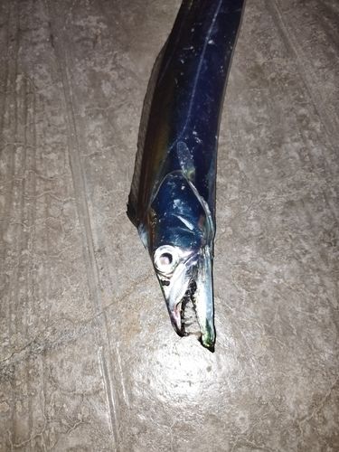 タチウオの釣果