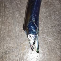タチウオ