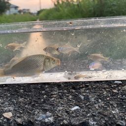 タイリクバラタナゴ