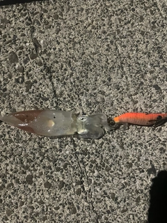 チイチイイカの釣果
