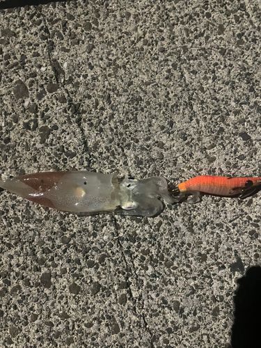 チイチイイカの釣果