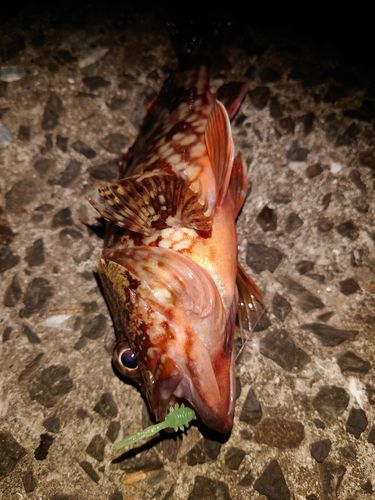 カサゴの釣果
