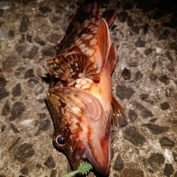 カサゴ