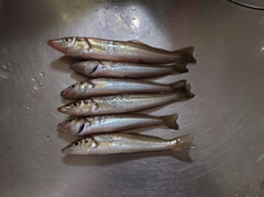 キスの釣果