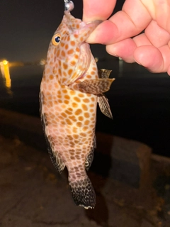 オオモンハタの釣果
