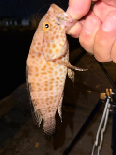 オオモンハタの釣果