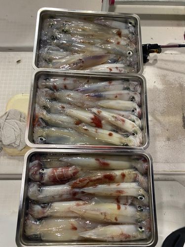 シロイカの釣果
