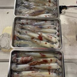 シロイカ