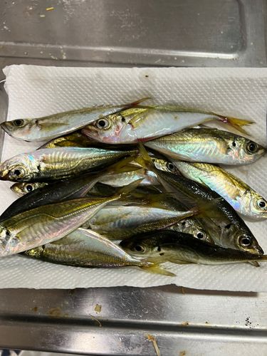 マアジの釣果