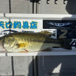 ブラックバス