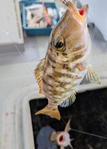 ムルーの釣果