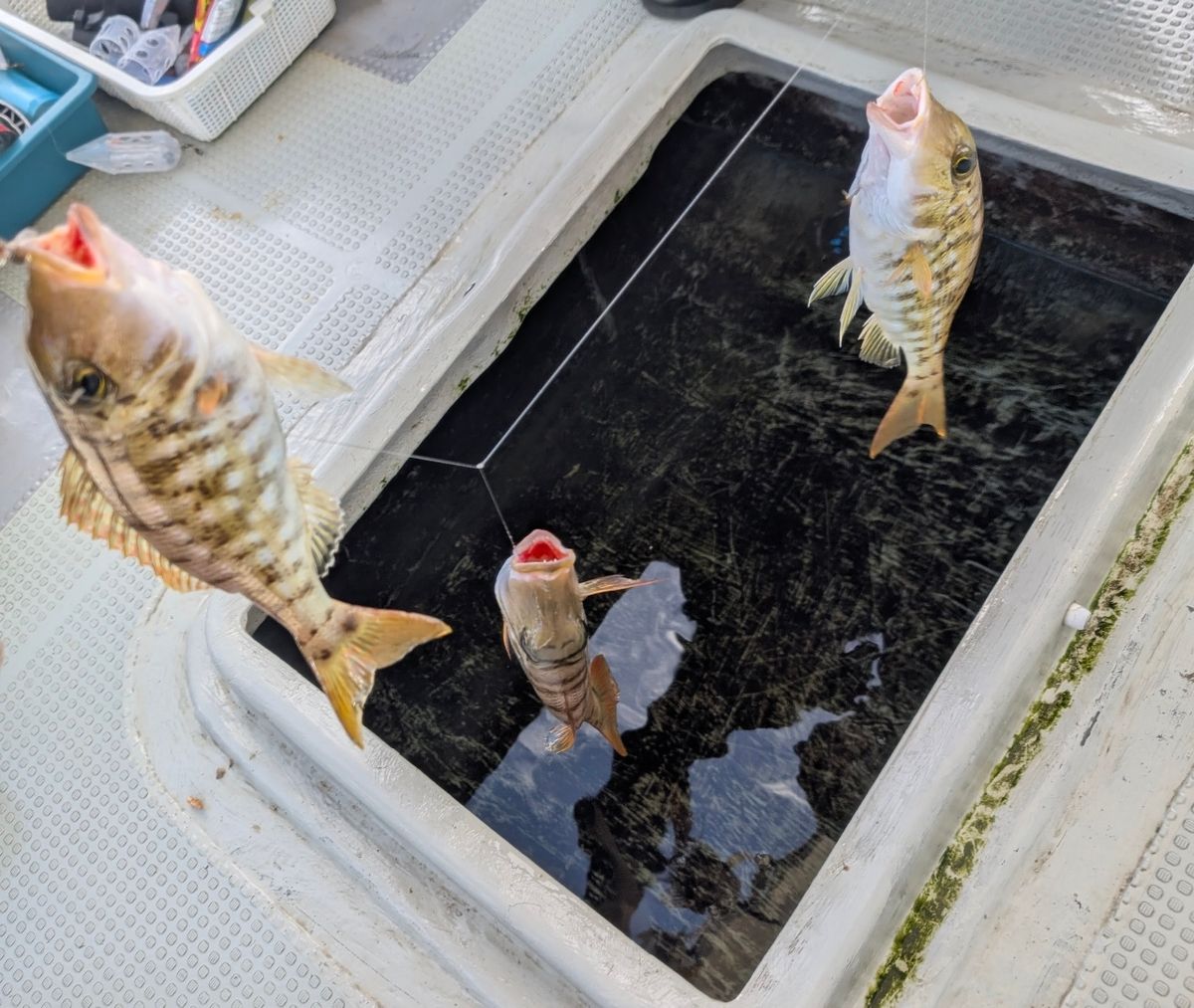 あいはる　l - Haruさんの釣果 2枚目の画像