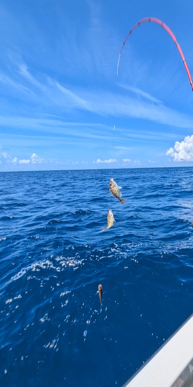 あいはる　l - Haruさんの釣果 3枚目の画像