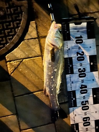 マルスズキの釣果