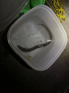 マアナゴの釣果