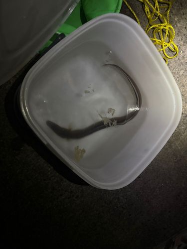 マアナゴの釣果