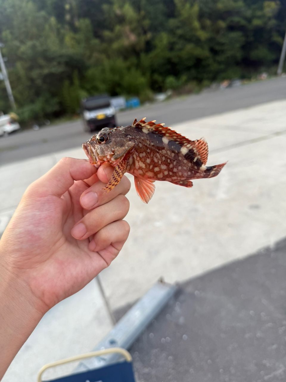 アジ