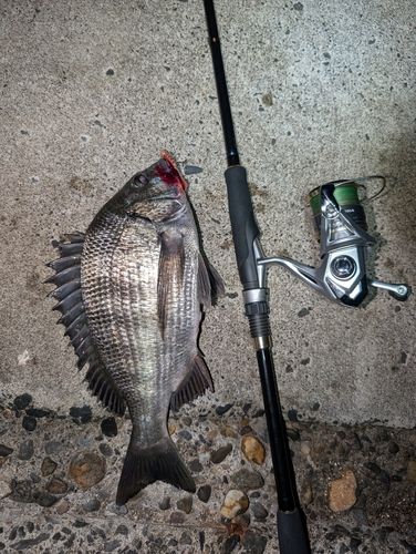 チヌの釣果