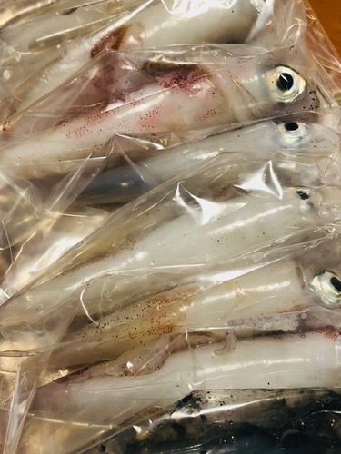 ケンサキイカの釣果