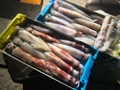 アカイカの釣果