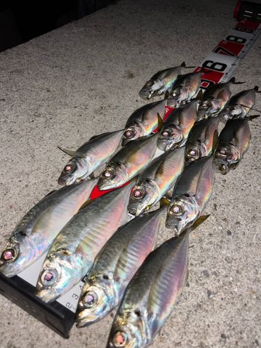 アジの釣果