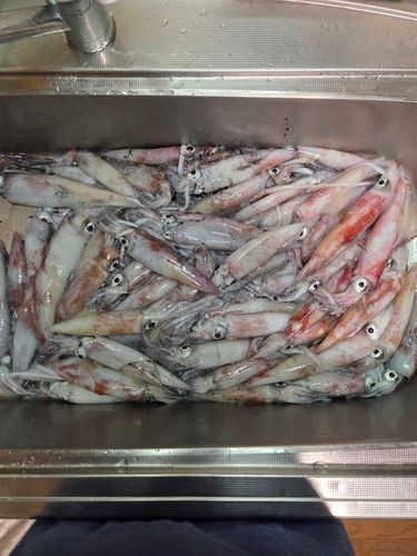 ケンサキイカの釣果