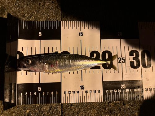 サバの釣果
