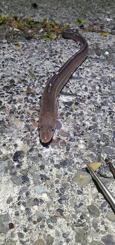 マアナゴの釣果