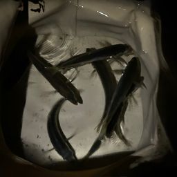 アジ
