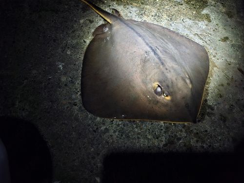 アカエイの釣果