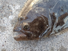 ヒラメの釣果