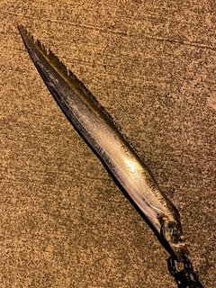 タチウオの釣果