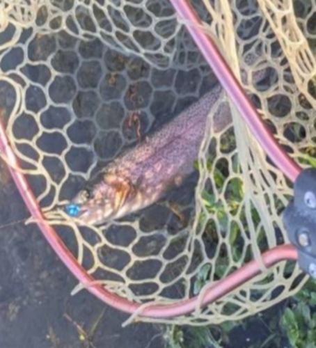 ニジマスの釣果