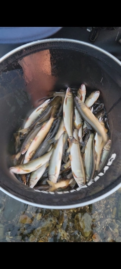 アユの釣果