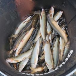アユ