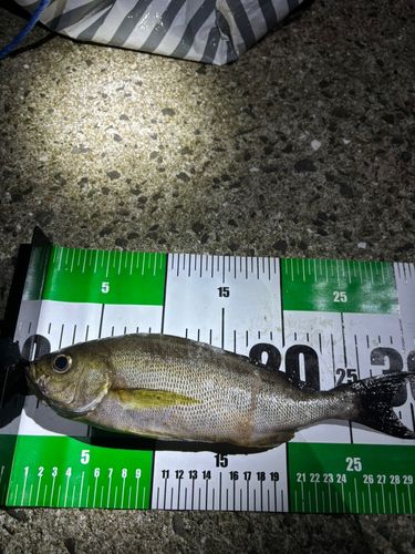 イサキの釣果