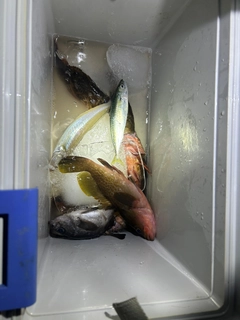 アコウの釣果