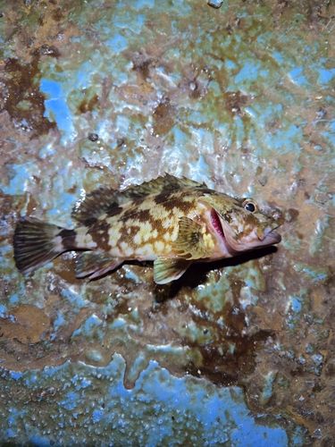 カサゴの釣果